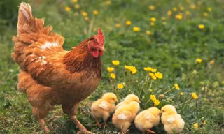 Đừng dại gây thù chuốc oán với loài gà, chúng không bao giờ quên mặt bạn đâu!