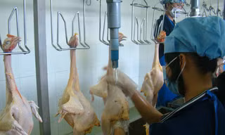 Một cơ sở giết mổ gia cầm tại tỉnh Đồng Nai hoạt động cầm chừng vì sản lượng tiêu thụ giảm sút. Ảnh: Mạnh Thắng.