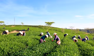 Vườn chè ở xã Xuân Trường.
