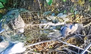 Một con chim cu gáy bị sập bẫy.