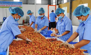 Phương pháp mới bảo quản nông sản xuất khẩu