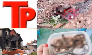 Bản tin Hình sự: Công an vào cuộc vụ bức ảnh hộp cơm thịt chuột của học sinh vùng cao