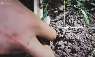 Nhổ nấm mối lúc nửa đêm kiếm tiền triệu ở Bà Rịa - Vũng Tàu