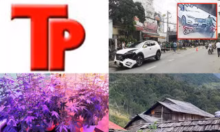 Bản tin Hình sự: Bất ngờ với lời khai của 9X về tác dụng của đèn chiếu sáng với cây cần sa