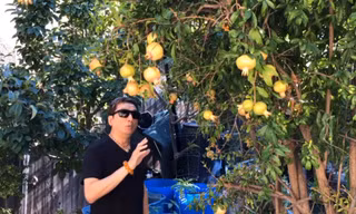 Chiêm ngưỡng khu vườn có đủ thứ cây ăn quả của gia đình danh ca Trường Vũ tại Mỹ