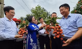 Xuất khẩu lô vải thiều Thanh Hà đầu tiên đi Nhật, Úc