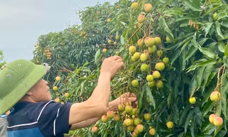 Xúc tiến xuất khẩu vải chín sớm ở Hưng Yên 