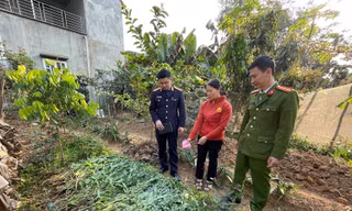 Phát hiện vườn cần sa trong đầm nuôi tôm ở Hải Phòng 