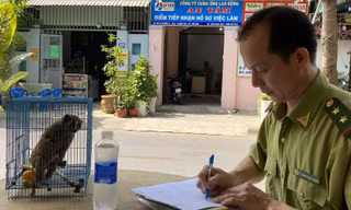 Cu li quý hiếm đi lạc vào khách sạn ở TPHCM 