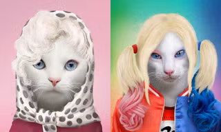 Màn cosplay thú cưng