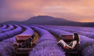 Chụp ảnh với vườn lavender