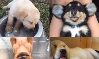 Tư thế ngủ bá đạo của boss