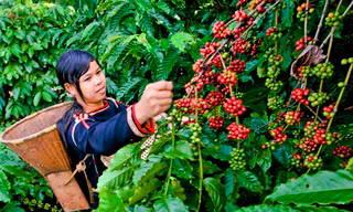 Cà phê tái canh năng suất cao