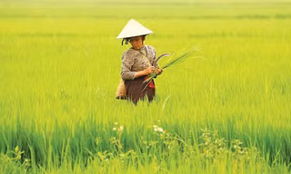 Nông dân trên cánh đồng Mường Thanh. Ảnh: như ý