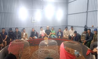 Đắk Lắk: Bắt 50 đối tượng đánh bạc dưới hình thức đá gà