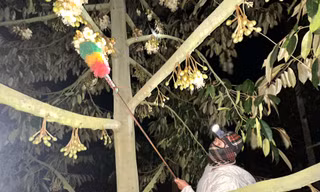 Màn đêm buông xuống, xem nông dân đi 'kết duyên' cho sầu riêng