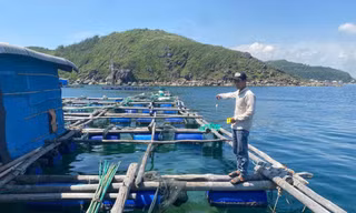 Người làm thuê trộm cắp số tôm hùm trị giá hơn 300 triệu đồng của chủ bè 