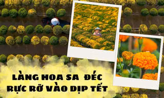 Ghé thăm "thủ phủ hoa" miền Tây dịp Tết Quý Mão: Làng hoa Sa Đéc rực rỡ đón du khách