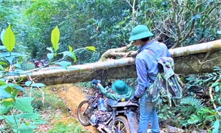 Cây chắn ngang đường, người giữ rừng phải luồn người đi qua 