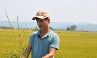 Người nông dân buồn vì lúa trổ bông nhưng lép hạt