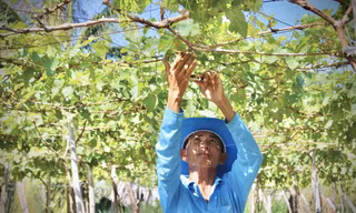Một số vườn nho tại thôn Thái An đã bị khô héo vì thiếu nước Ảnh: KHÁNH NGUYÊN 