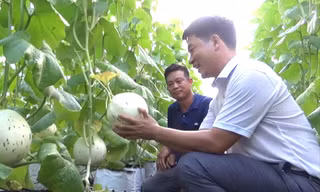 Anh Quyết (áo trắng) giới thiệu mô hình trồng dưa lưới 