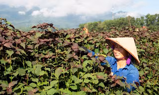 Sống khỏe nhờ dược liệu 