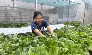 Chị Lê Thị Minh Phượng ứng dụng công nghệ cao trồng rau thủy canh tại phường Tân Tạo A, quận Bình Tân 