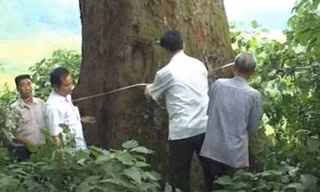Cây lim hơn 1000 năm tuổi ở Bắc Giang.
