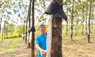 Với những thành công trong việc làm giàu từ cây cao su, ông Kiệt đã được công nhận là nông dân Việt Nam xuất sắc 2024