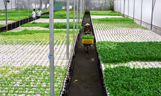 Bỏ ghế giám đốc về trồng rau, kiếm 80 triệu đồng/tháng
