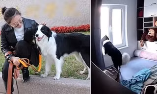 Xem lại camera gia đình, cô gái bất ngờ khi biết chú chó ở nhà làm những gì khi cô đi làm