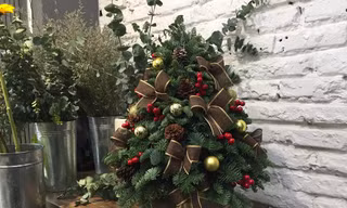Cây xứ lạnh tiền triệu hút khách trước Noel