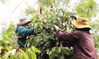 Đột nhập nơi trồng ‘vàng đen’ lớn nhất Đắk Lắk