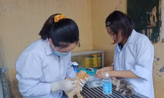 Trạm cứu hộ động vật phi lợi nhuận của 25 bạn trẻ