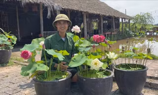 Về quê trồng sen, nam cử nhân kiếm lợi nhuận khủng nhờ mắc 'bệnh' liều