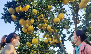 Khách thăm vườn bưởi của gia đình ông Trần Đình Én ở thôn Tân Trường, xã Thanh Hải, huyện Lục Ngạn