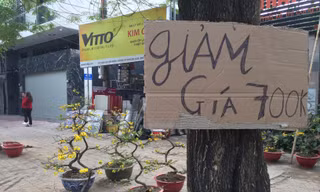 Nhất chi mai gốc 'khủng' vài chục triệu ế ẩm trên phố