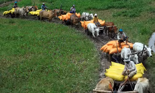 Hạt lúa, con cá và người nông dân