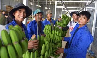 Người dân Đạ K’Nàng đổi đời nhờ chuối tiến vua