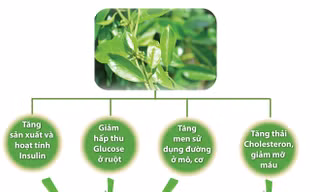 Tác động của dây thìa canh trên bệnh nhân tiểu đường