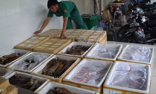  Một lô chân trâu bò bẩn được nhập về tìm cách đưa đến các cơ sở chế biến tiêu thụ bị thú y TPHCM bắt giữ. ảnh: L.N