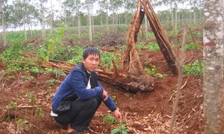 Nông dân chặt cao su trồng cà phê