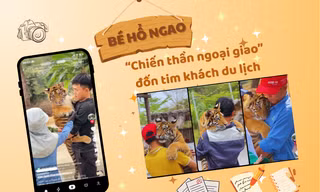 Chúa sơn lâm "hóa" thú cưng: Bé hổ "đốn tim" cõi mạng vì siêu cấp đáng yêu