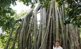 Bên gốc đa Tân Trào