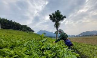 Mê mẩn những đồi chè xanh mướt ở Phú Thọ