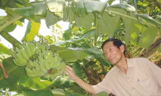 Ông Khả chủ tịch xã, tự hào về cây chuối Tân Long đã đẩy lùi tình trạng buôn lậu