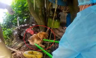Sau vụ chó dại cắn 14 người, Quảng Ninh huy động hàng chục nghìn liều vắc xin tiêm phòng cho chó mèo