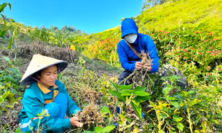 Loại cây trồng trên đỉnh núi cao 1.000 m giúp người dân bản biên giới xóa đói 