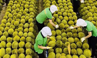 Động thái ‘lạ’ của Thái Lan khi sầu riêng Việt xuất Trung Quốc cao kỷ lục 